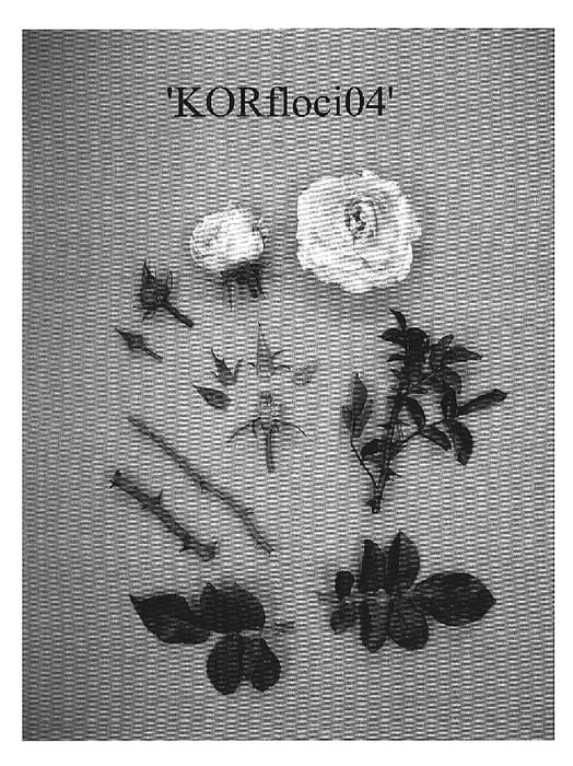 Figure 1 of US plant patent PP19457, the photograph of KORfloci04 printed in the patent.