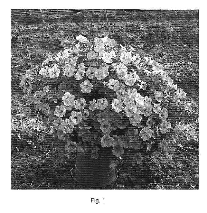 Figure 1 of US plant patent PP19458, the photograph of Danlittun1 printed in the patent.