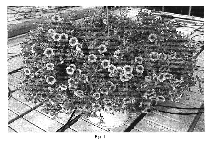 Figure 1 of US plant patent PP19459, the photograph of DANO36 printed in the patent.