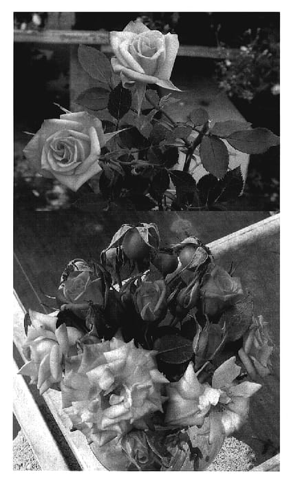 Figure 1 of US plant patent PP19460, the photograph of SAVathoughts printed in the patent.