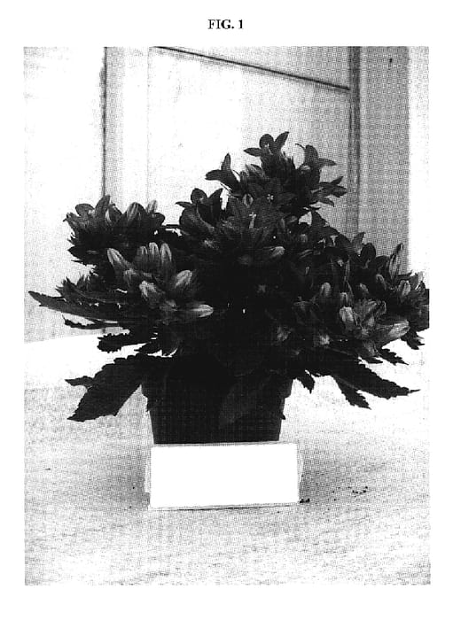 Figure 1 of US plant patent PP19461, the photograph of PKMT02 printed in the patent.