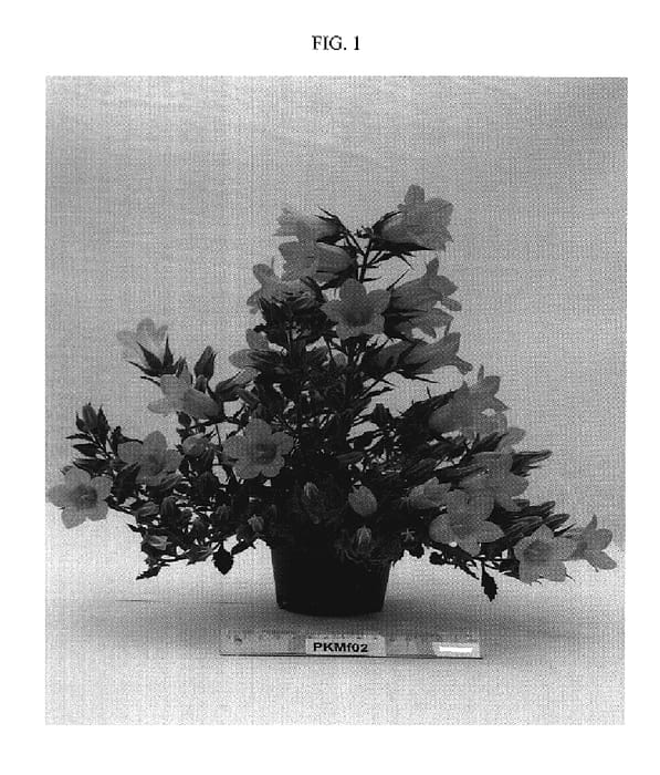 Figure 1 of US plant patent PP19462, the photograph of PKMF02 printed in the patent.