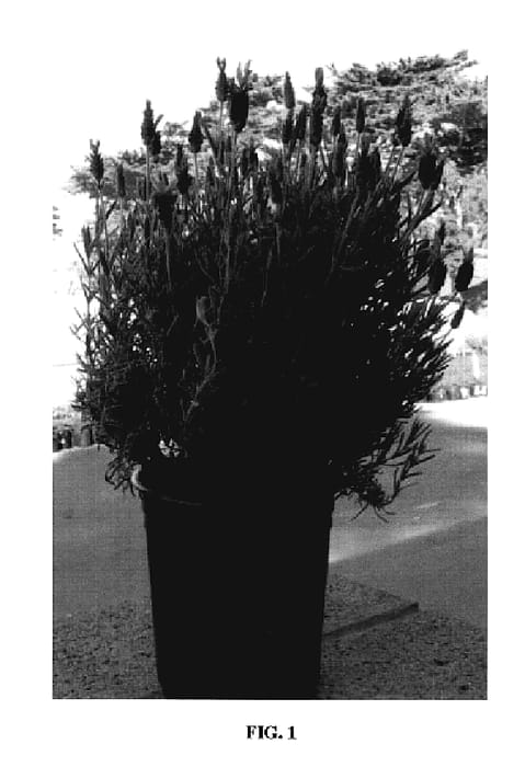 Figure 1 of US plant patent PP19463, the photograph of Hancev printed in the patent.