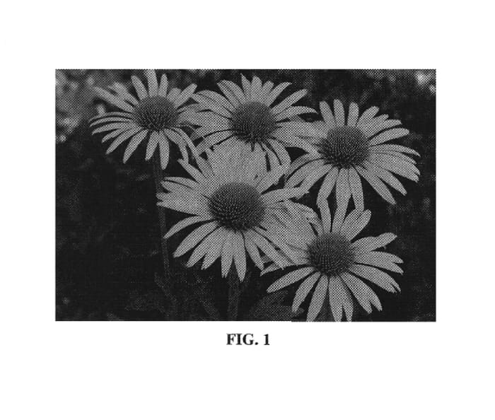 Figure 1 of US plant patent PP19464, the photograph of Mac ‘N printed in the patent.