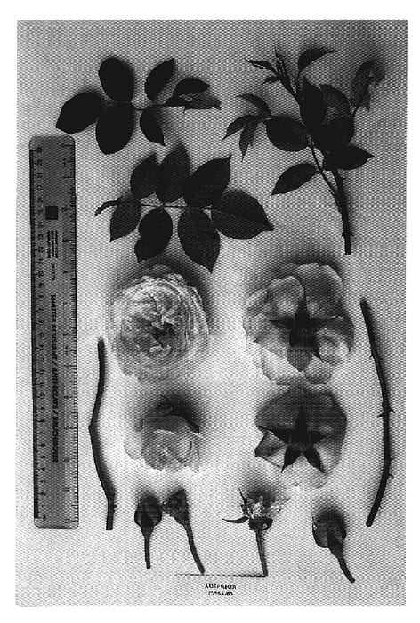 Figure 1 of US plant patent PP19465, the photograph of AUSprior printed in the patent.