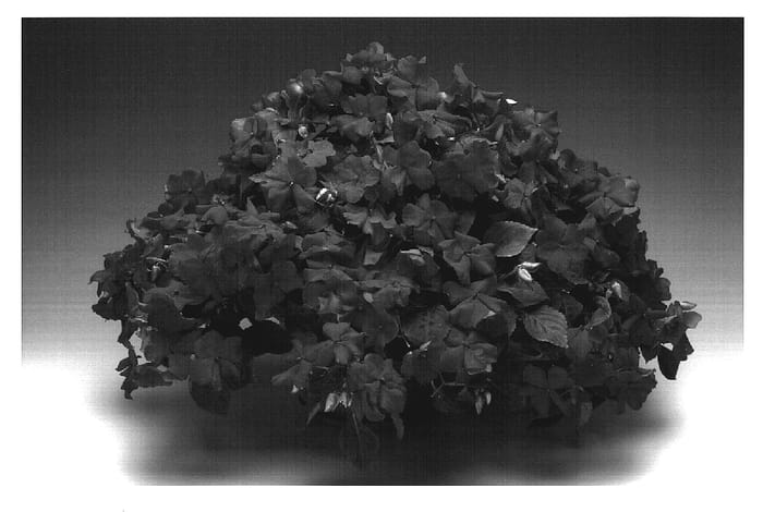 Figure 1 of US plant patent PP19466, the photograph of Imtrasa printed in the patent.