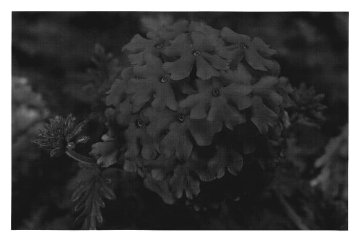 Figure 1 of US plant patent PP19467, the photograph of Carmali printed in the patent.