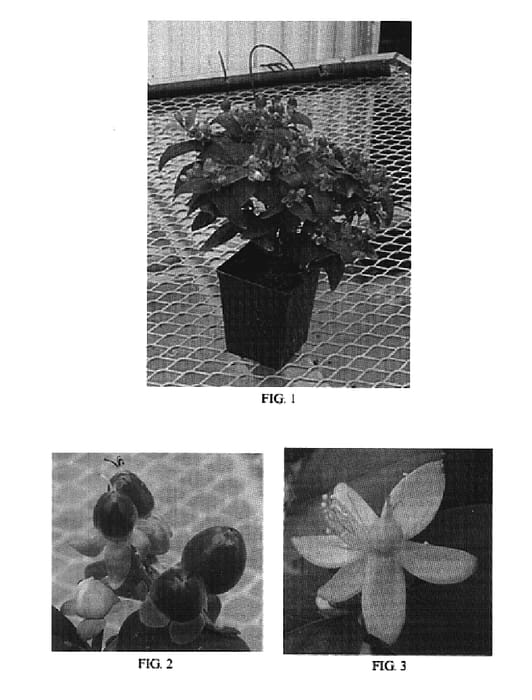 Figure 1 of US plant patent PP19468, the photograph of Seifire printed in the patent.