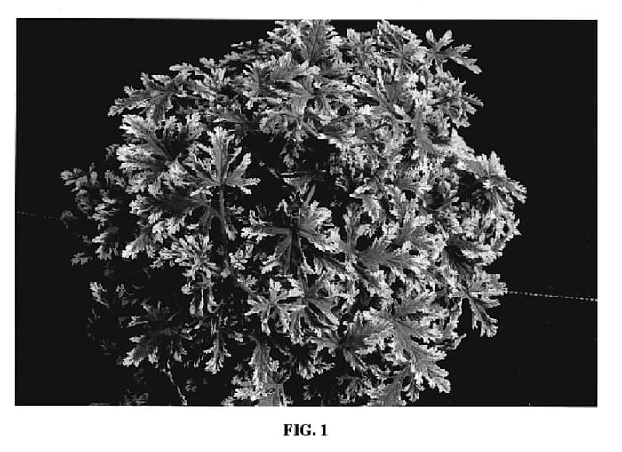 Figure 1 of US plant patent PP19469, the photograph of Frosted printed in the patent.