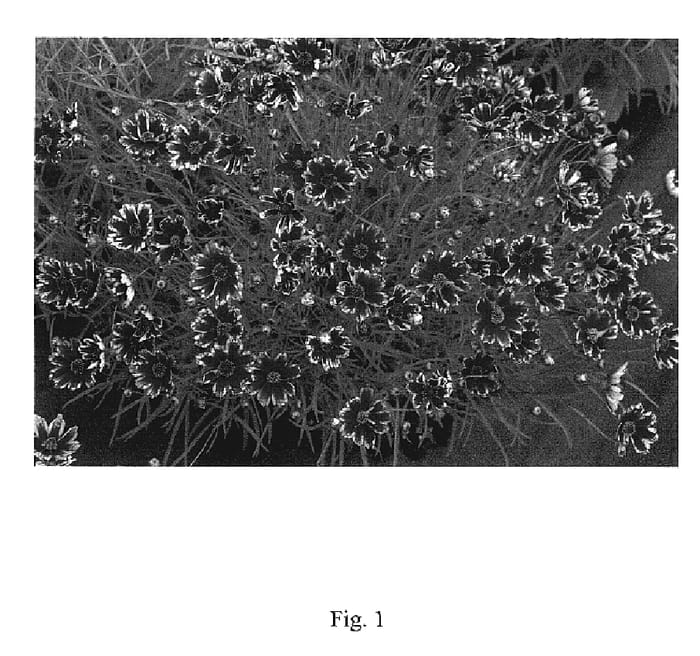 Figure 1 of US plant patent PP19470, the photograph of Cranberry Ice printed in the patent.