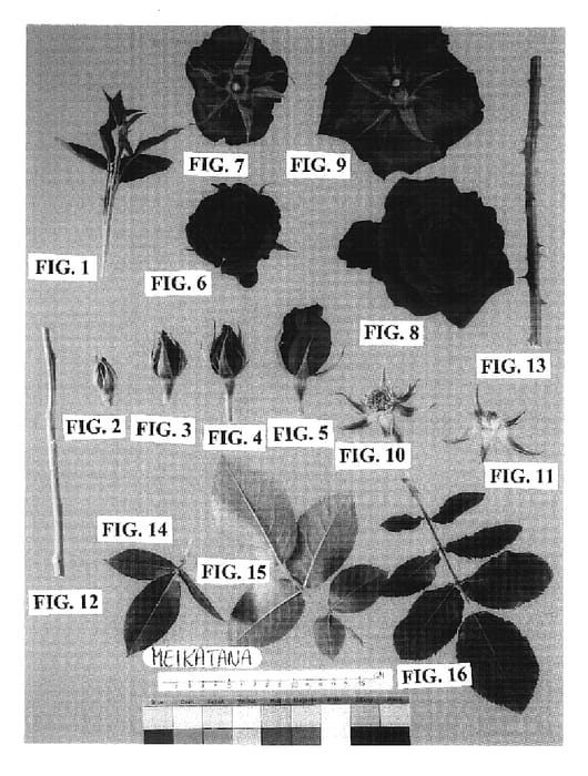 Figure 1 of US plant patent PP19471, the photograph of Meikatana printed in the patent.