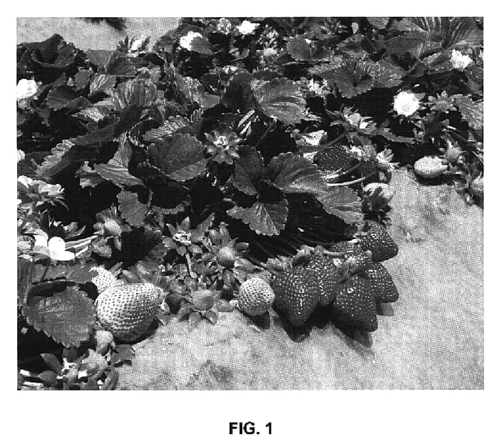 Figure 1 of US plant patent PP19472, the photograph of Palomar printed in the patent.