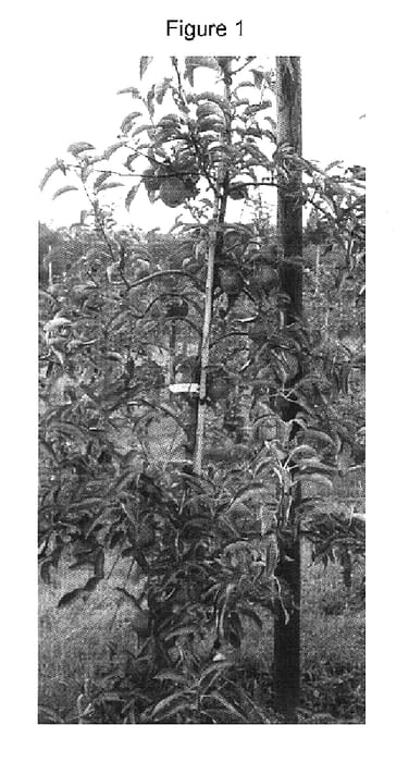 Figure 1 of US plant patent PP19473, the photograph of ZARI printed in the patent.
