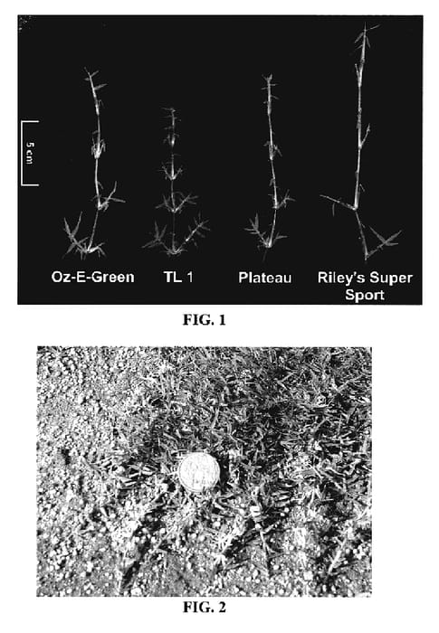 Figure 1 of US plant patent PP19474, the photograph of Oz-E-Green printed in the patent.