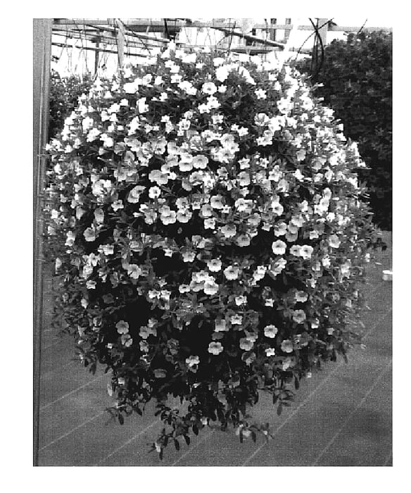 Figure 1 of US plant patent PP19475, the photograph of KLECA07108 printed in the patent.