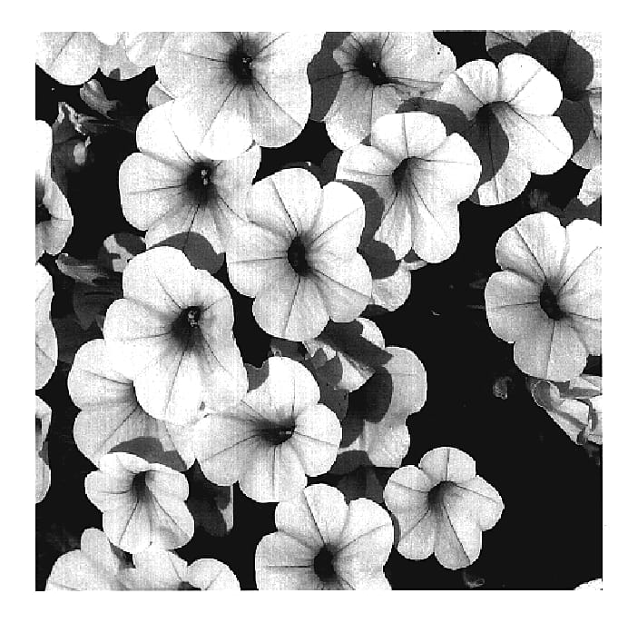 Figure 1 of US plant patent PP19477, the photograph of KLECA06122 printed in the patent.