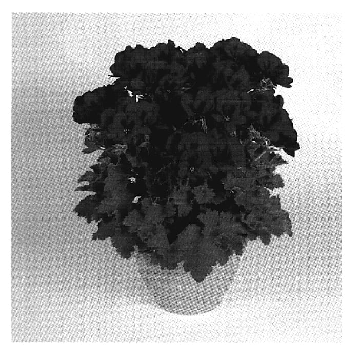 Figure 1 of US plant patent PP19478, the photograph of Regsur printed in the patent.
