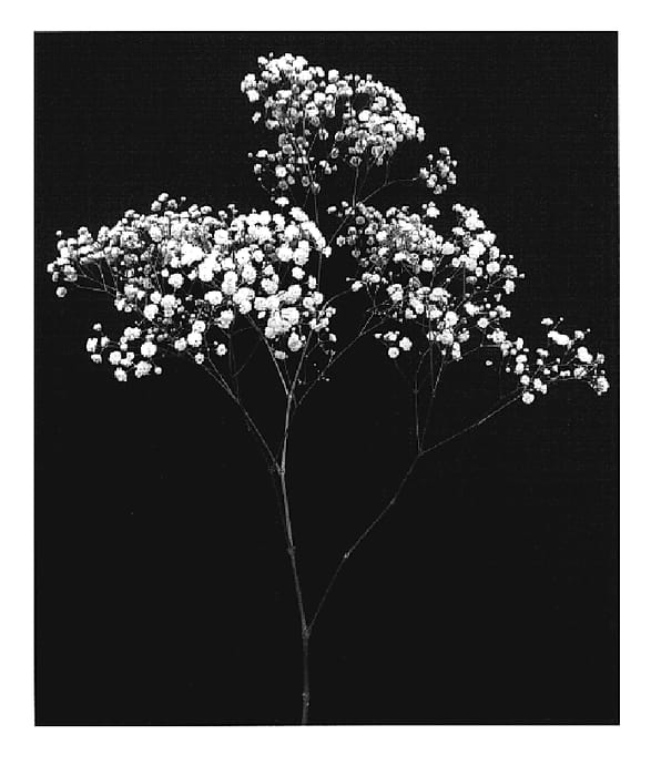 Figure 1 of US plant patent PP19479, the photograph of Esm Alicia printed in the patent.