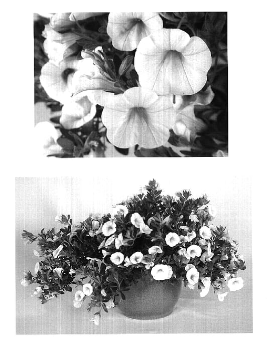 Figure 1 of US plant patent PP19480, the photograph of USCALI402-1 printed in the patent.