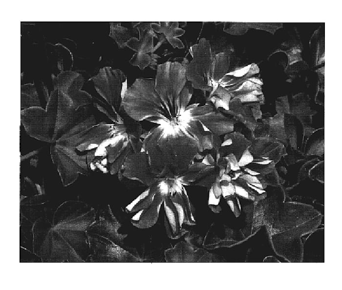 Figure 1 of US plant patent PP19481, the photograph of KLEPP06124 printed in the patent.