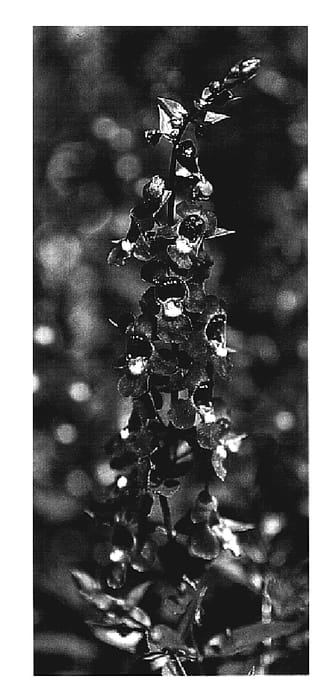 Figure 1 of US plant patent PP19482, the photograph of KLEAA06550 printed in the patent.