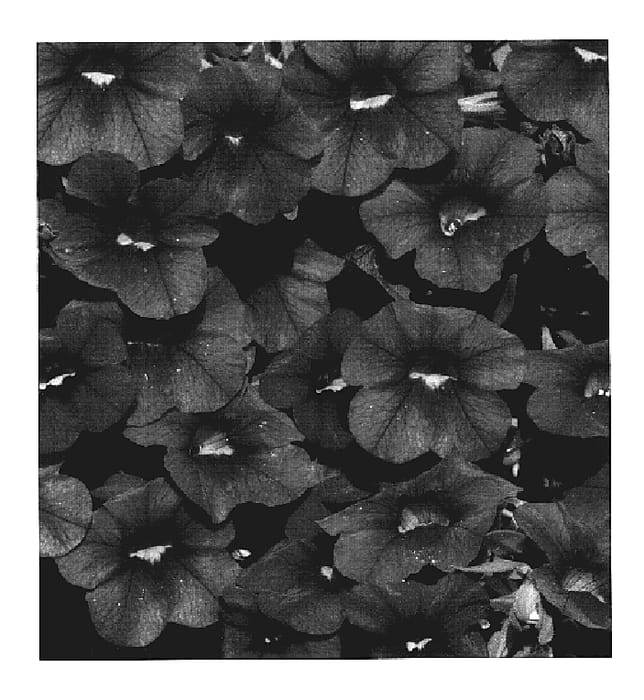 Figure 1 of US plant patent PP19483, the photograph of KLECA06123 printed in the patent.