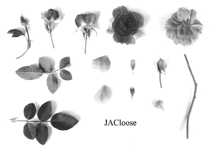 Figure 1 of US plant patent PP19484, the photograph of JACloose printed in the patent.