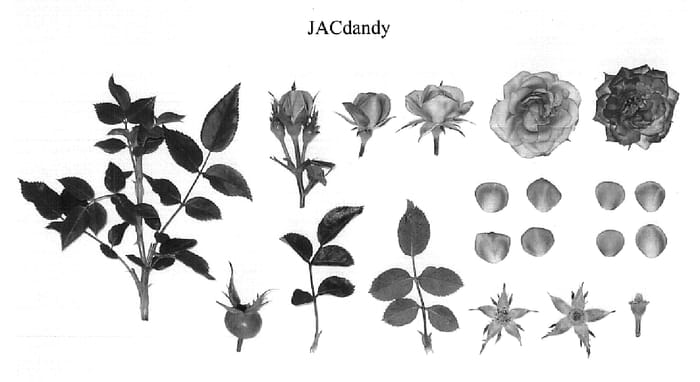 Figure 1 of US plant patent PP19485, the photograph of JACdandy printed in the patent.