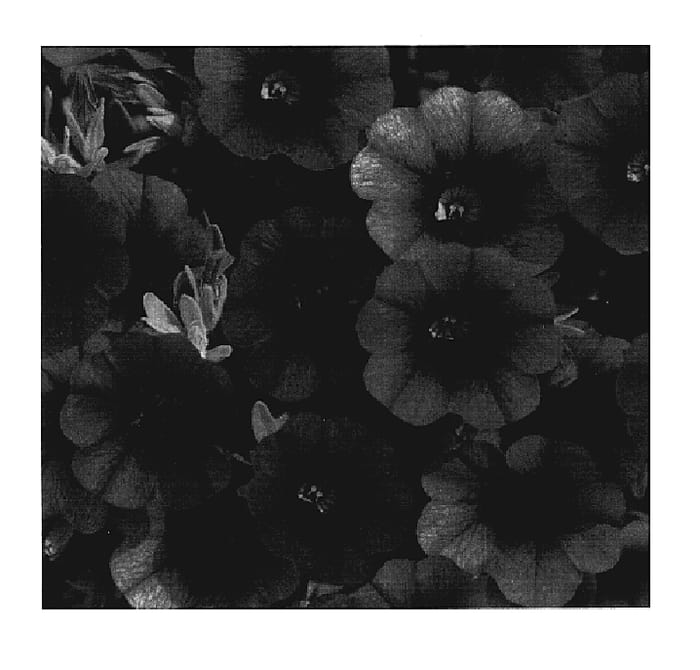 Figure 1 of US plant patent PP19487, the photograph of KLECA06121 printed in the patent.
