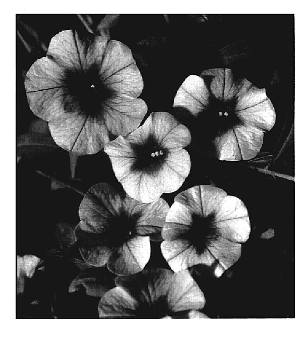Figure 1 of US plant patent PP19488, the photograph of KLECA06120 printed in the patent.