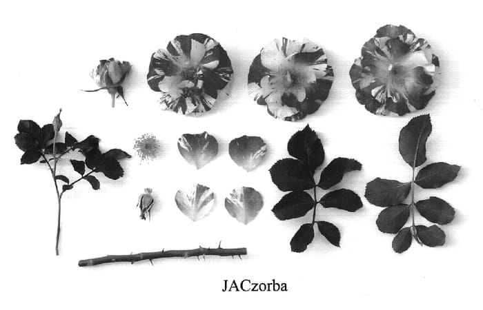 Figure 1 of US plant patent PP19489, the photograph of JACzorba printed in the patent.