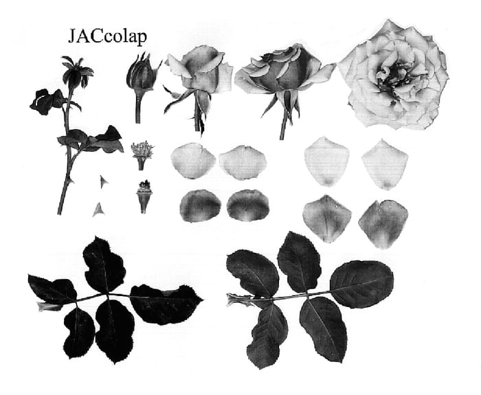 Figure 1 of US plant patent PP19490, the photograph of Jaccolap printed in the patent.