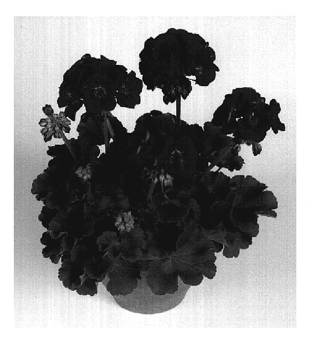 Figure 1 of US plant patent PP19491, the photograph of Sweberry printed in the patent.