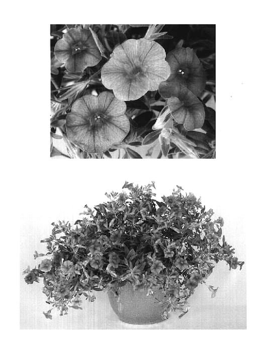 Figure 1 of US plant patent PP19492, the photograph of USCALI411-7 printed in the patent.