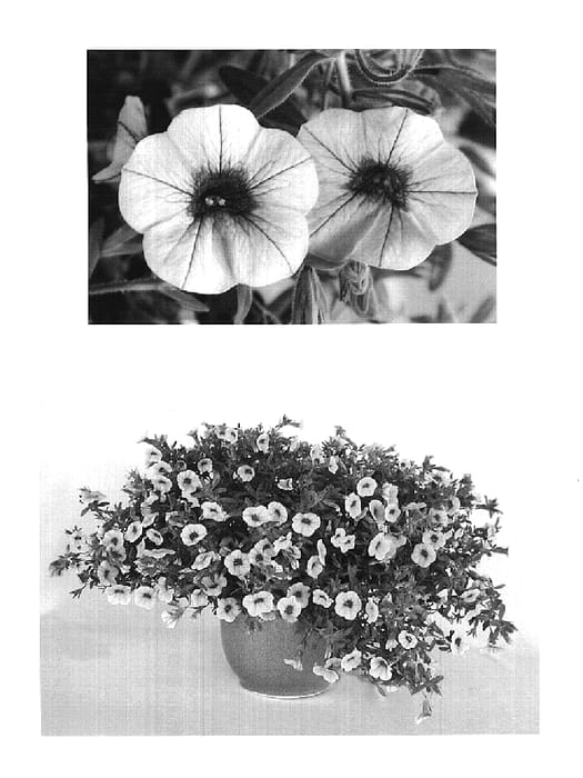 Figure 1 of US plant patent PP19493, the photograph of USCALI413-4 printed in the patent.