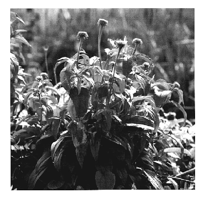 Figure 1 of US plant patent PP19494, the photograph of Mount Hood printed in the patent.