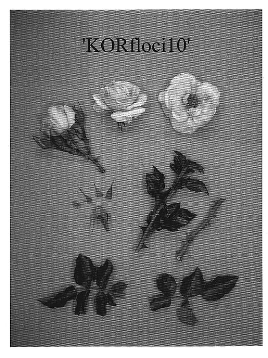 Figure 1 of US plant patent PP19495, the photograph of KORfloci10 printed in the patent.