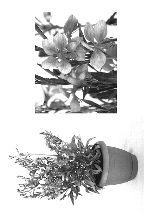 Figure 1 of US plant patent PP19496, the photograph of Star Pink printed in the patent.