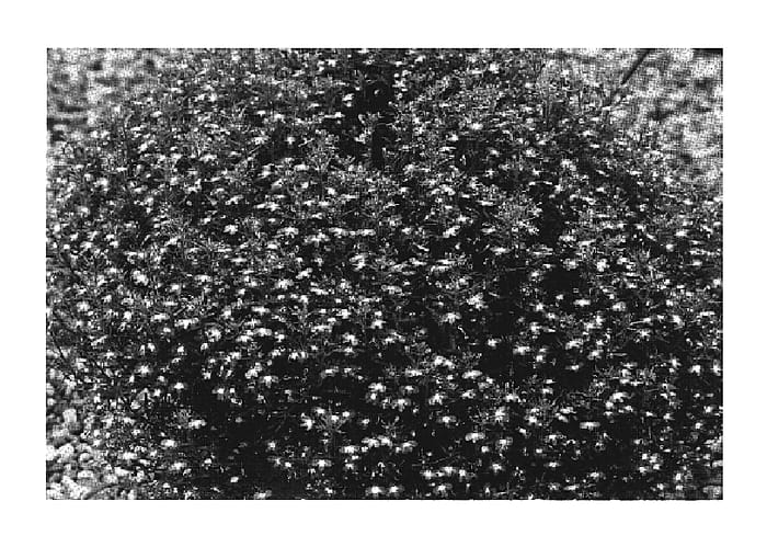Figure 1 of US plant patent PP19497, the photograph of Sumlob 02 printed in the patent.