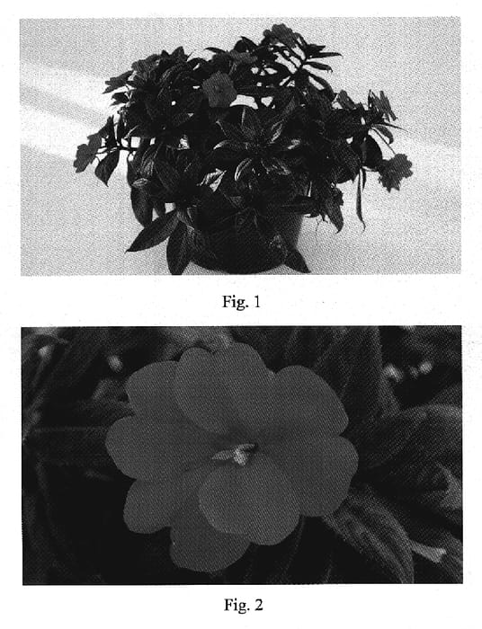 Figure 1 of US plant patent PP19498, the photograph of SAKIMP011 printed in the patent.