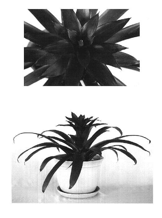 Figure 1 of US plant patent PP19499, the photograph of Orion printed in the patent.