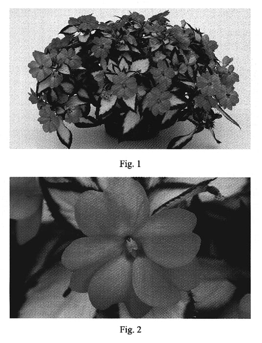 Figure 1 of US plant patent PP19500, the photograph of SAKIMP005 printed in the patent.
