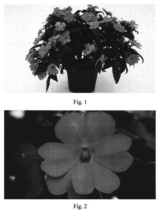 Figure 1 of US plant patent PP19501, the photograph of Sakimp006 printed in the patent.