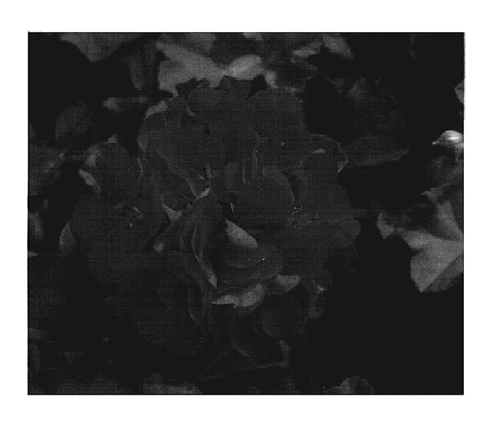 Figure 1 of US plant patent PP19502, the photograph of KLEPP06122 printed in the patent.