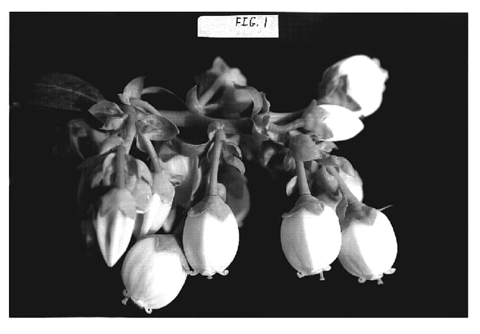 Figure 1 of US plant patent PP19503, the photograph of Snowchaser printed in the patent.