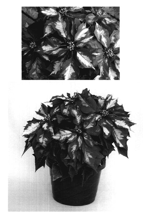 Figure 1 of US plant patent PP19504, the photograph of Ice Punch printed in the patent.