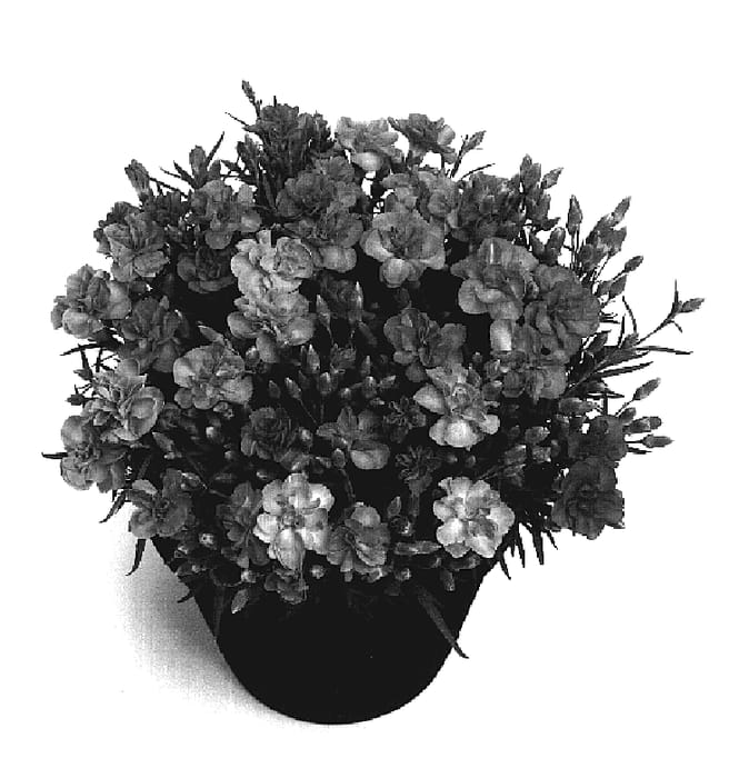 Figure 1 of US plant patent PP19505, the photograph of Luxor printed in the patent.