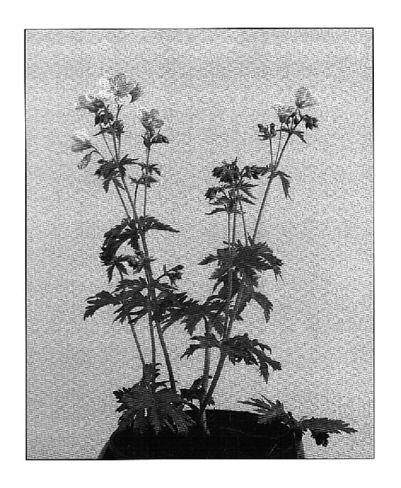 Figure 1 of US plant patent PP19506, the photograph of Melinda printed in the patent.