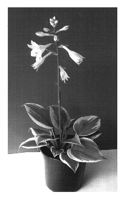 Figure 1 of US plant patent PP19507, the photograph of Secret Ambition printed in the patent.