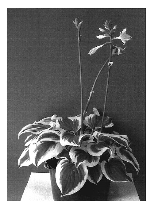 Figure 1 of US plant patent PP19508, the photograph of Fragrant Queen printed in the patent.